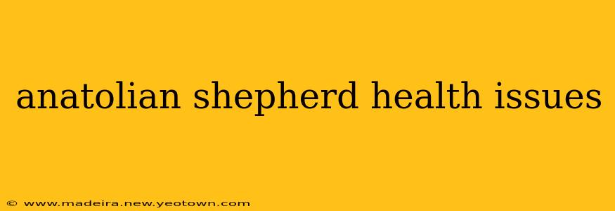 anatolian shepherd health issues