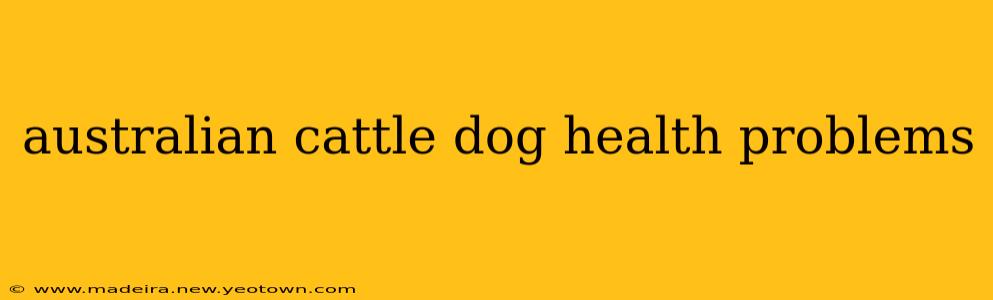 australian cattle dog health problems