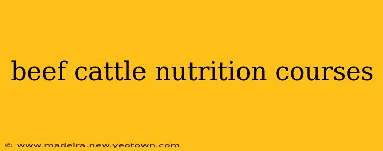 beef cattle nutrition courses