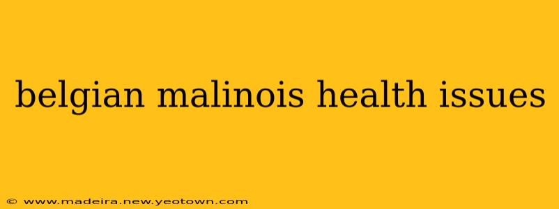 belgian malinois health issues