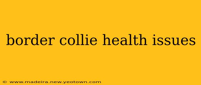 border collie health issues