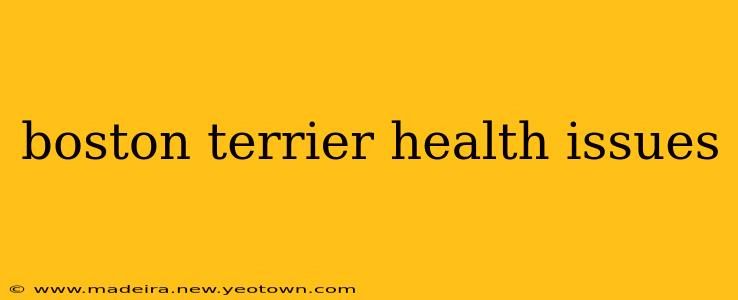 boston terrier health issues