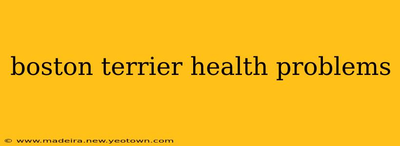 boston terrier health problems