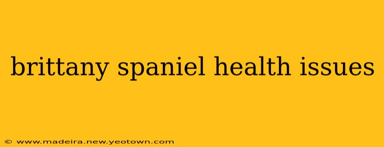 brittany spaniel health issues
