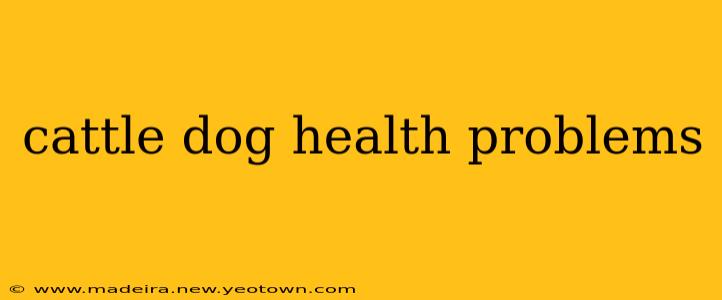 cattle dog health problems