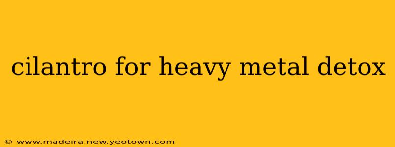 cilantro for heavy metal detox