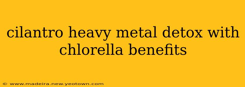 cilantro heavy metal detox with chlorella benefits