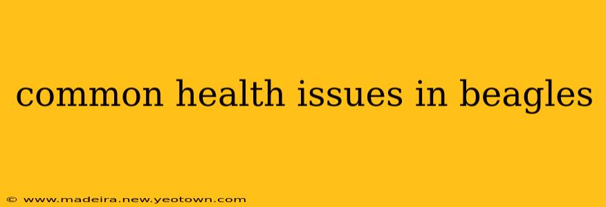 common health issues in beagles