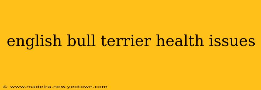 english bull terrier health issues
