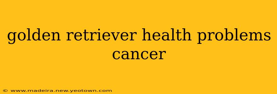 golden retriever health problems cancer