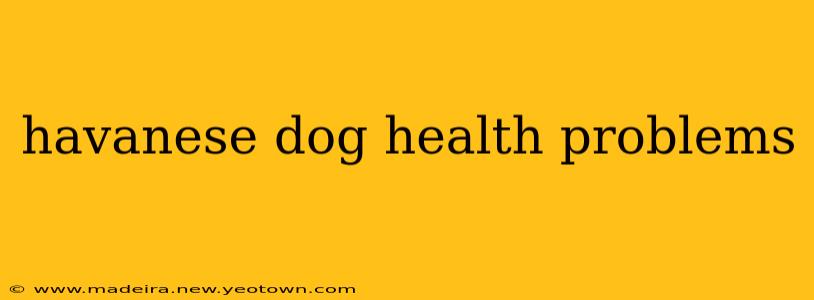 havanese dog health problems