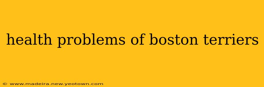 health problems of boston terriers