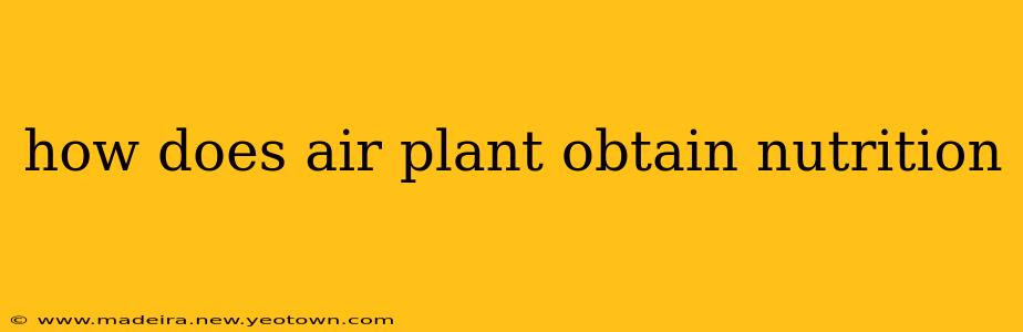how does air plant obtain nutrition