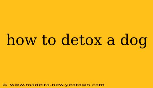 how to detox a dog