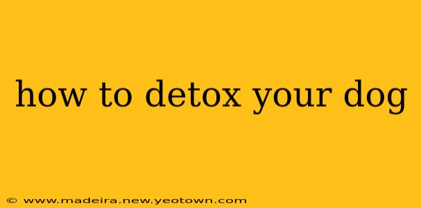 how to detox your dog