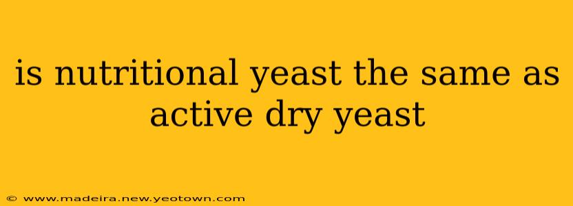 is nutritional yeast the same as active dry yeast