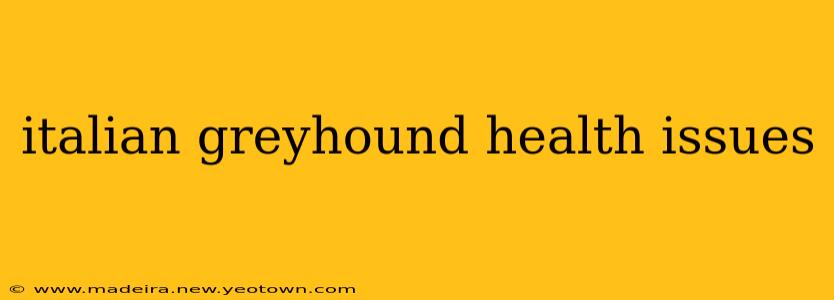 italian greyhound health issues