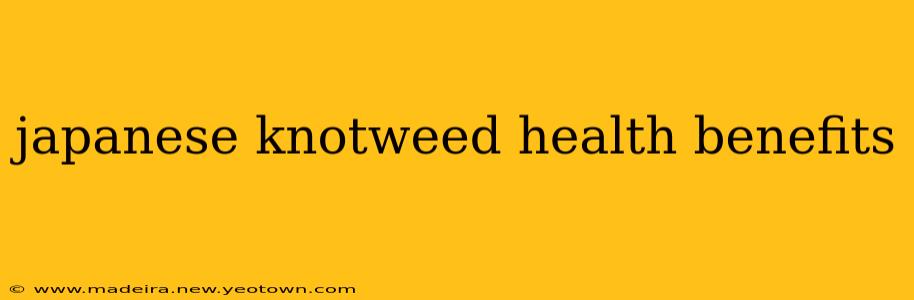 japanese knotweed health benefits