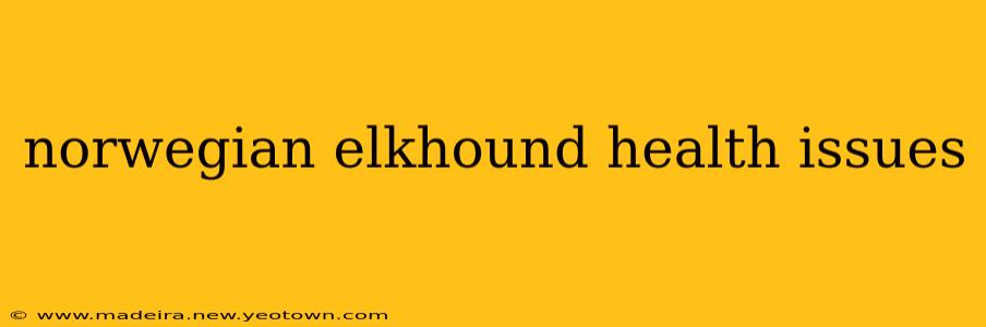 norwegian elkhound health issues