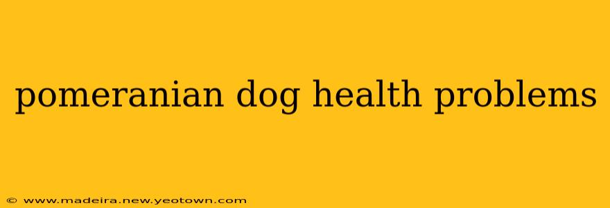 pomeranian dog health problems