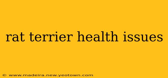 rat terrier health issues