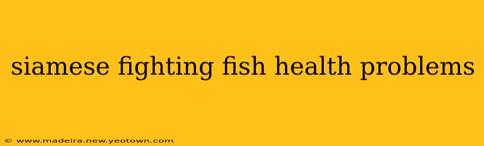 siamese fighting fish health problems