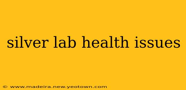 silver lab health issues