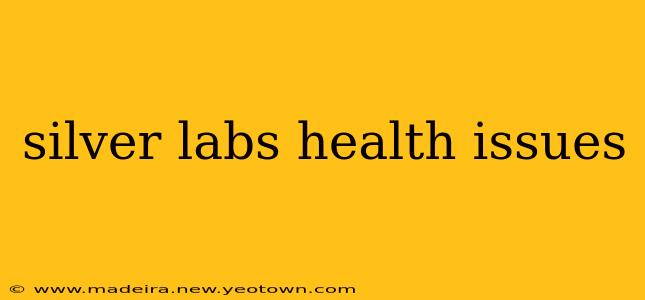 silver labs health issues