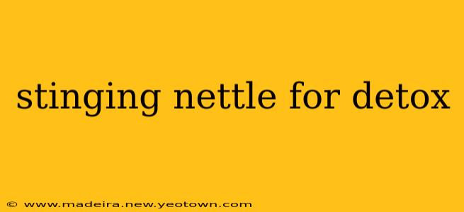 stinging nettle for detox