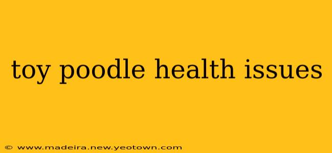 toy poodle health issues