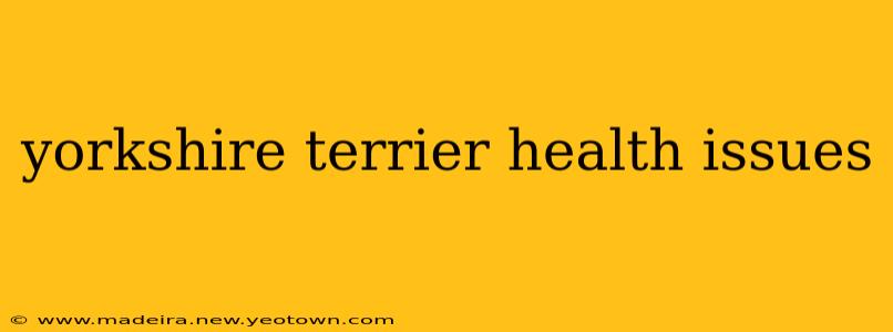 yorkshire terrier health issues